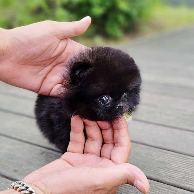 bijou