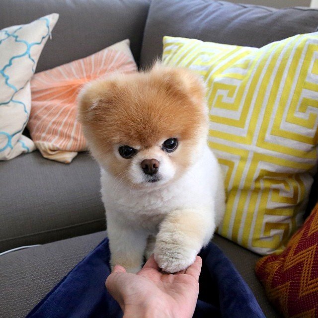 boo known as the world s cutest dog passed away aged 12 07