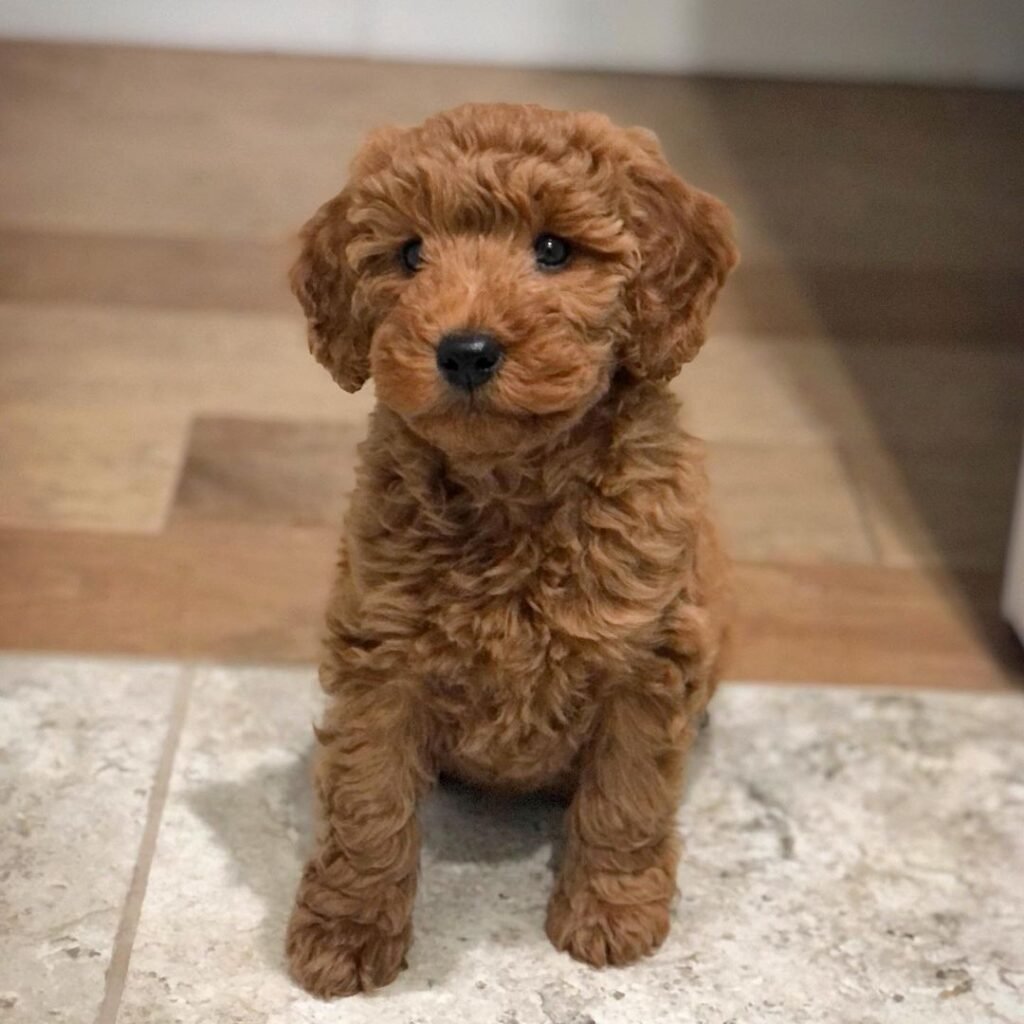 maci2