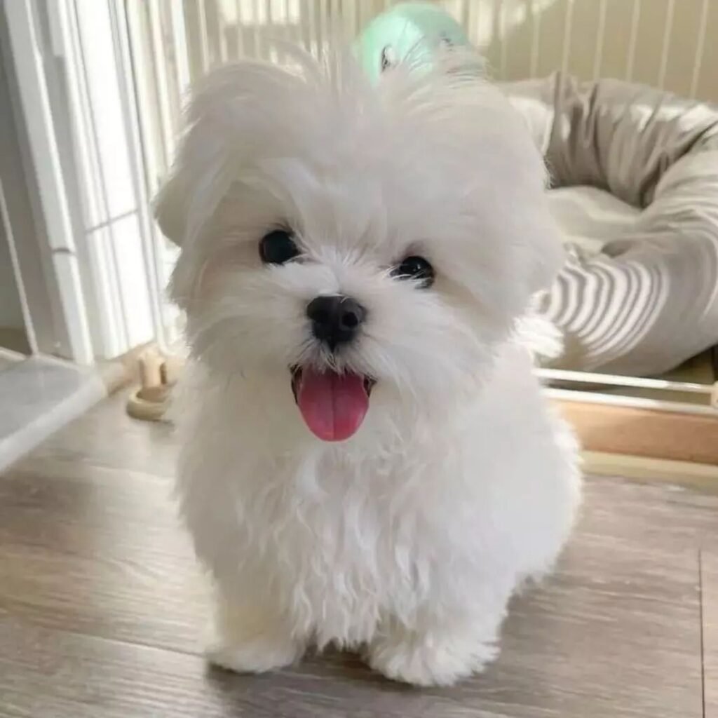 maltese (5)
