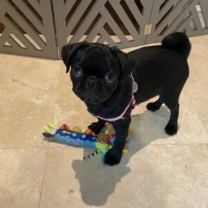 misha 300x300