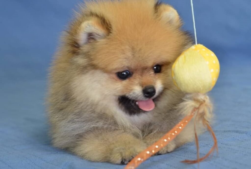 pom3