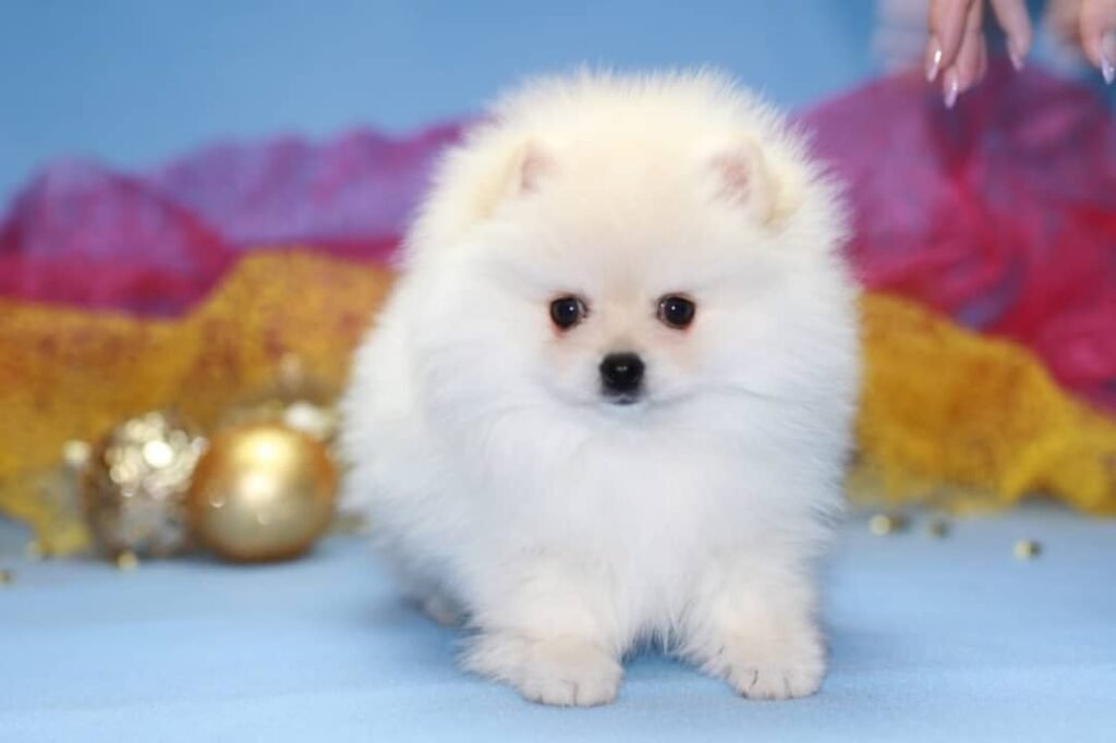 pom4