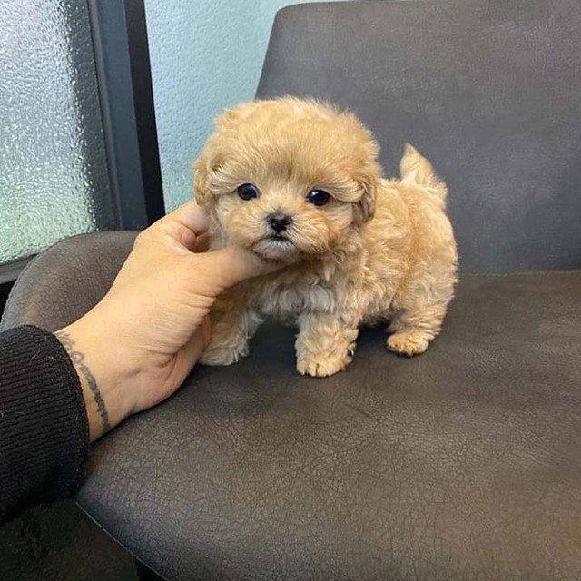 poodle4