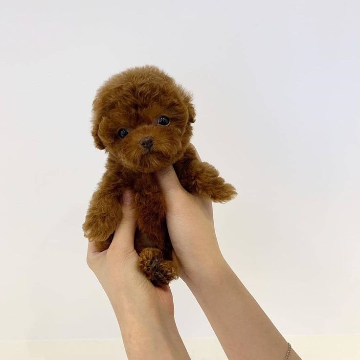poodle5
