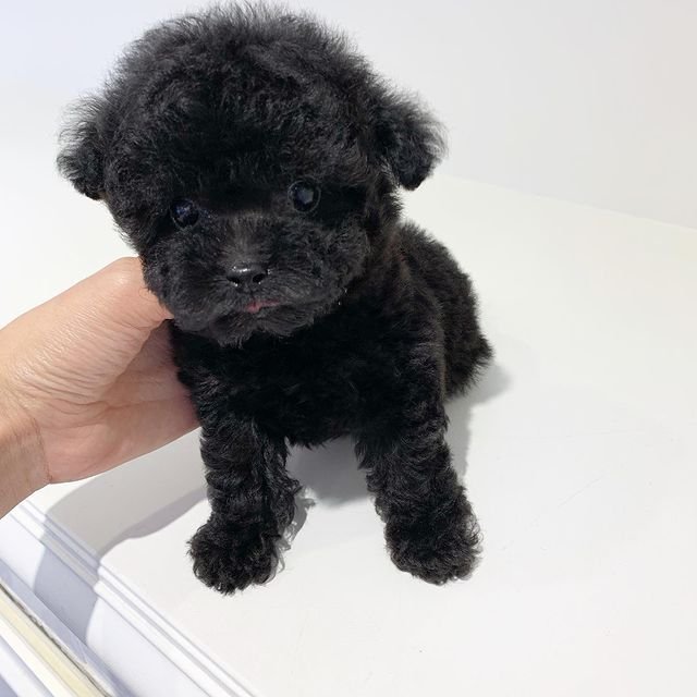 poodle8