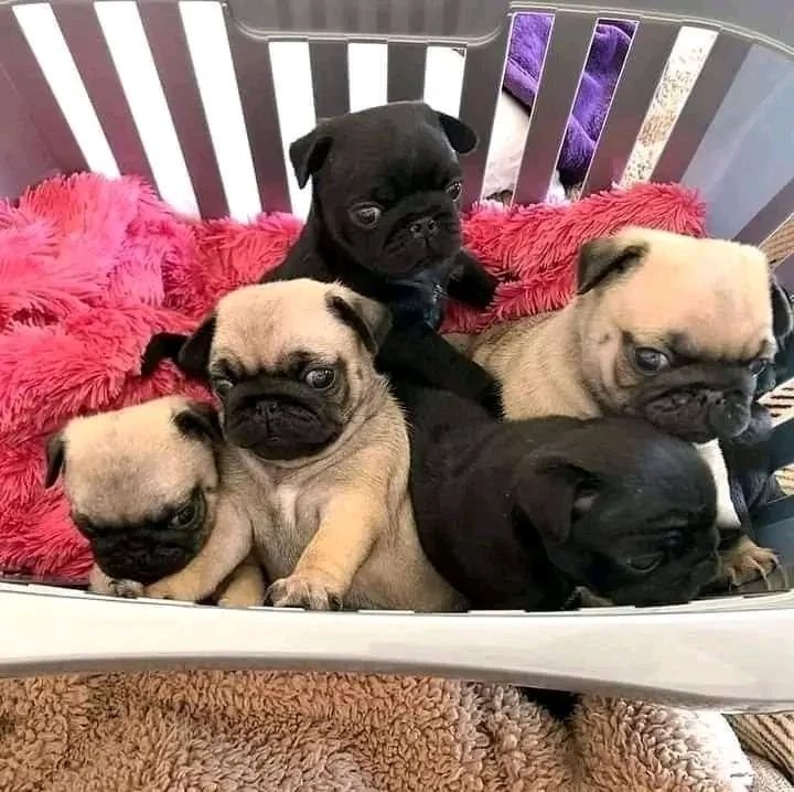 pupy7