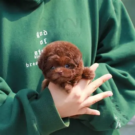 te poodle
