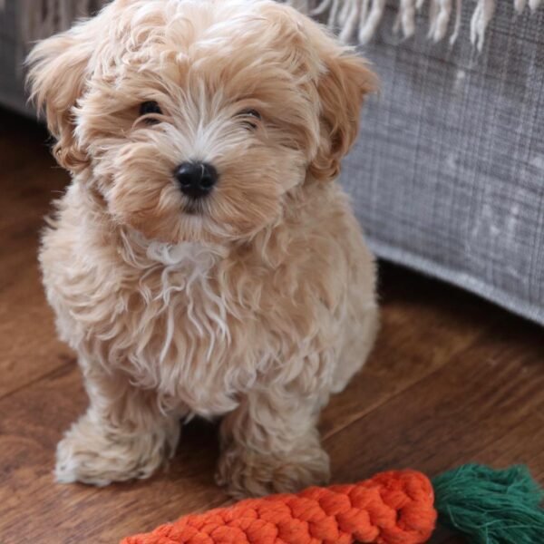 teddy 600x600