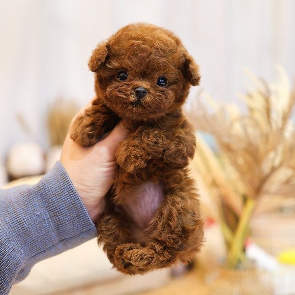 toy poodle