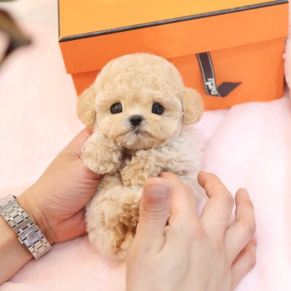 toy poodle1
